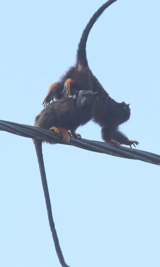Tamarin aux mains rousses (Saguinus midas)