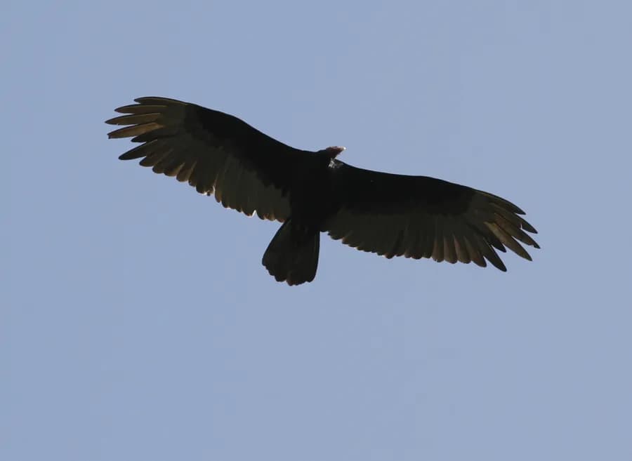 Urubu à tête rouge (Cathartes aura)