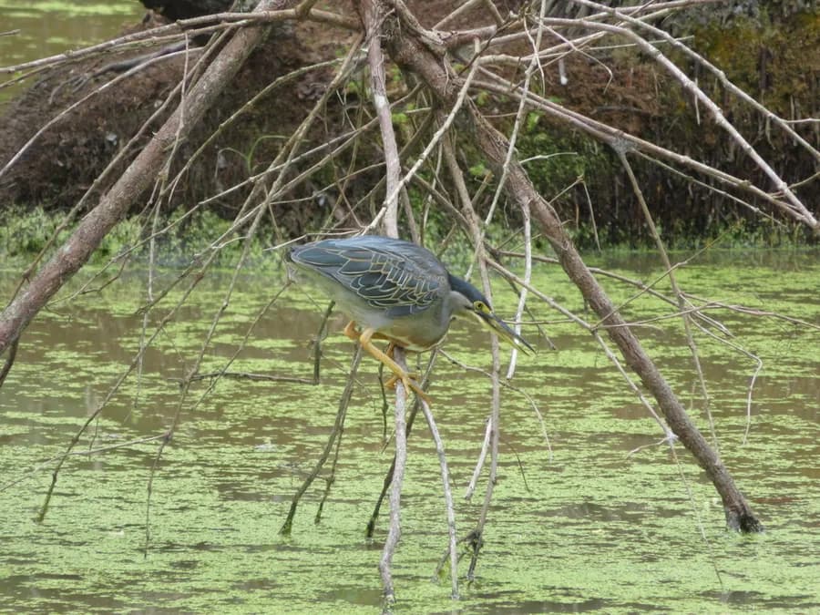 Héron strié (Butorides striata), photographié en Guyane