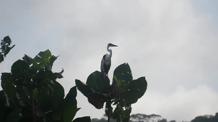 Héron cocoi (Ardea cocoi), photographié en Guyane