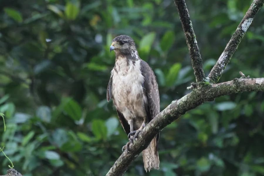 Buse buson (Buteogallus aequinoctialis)