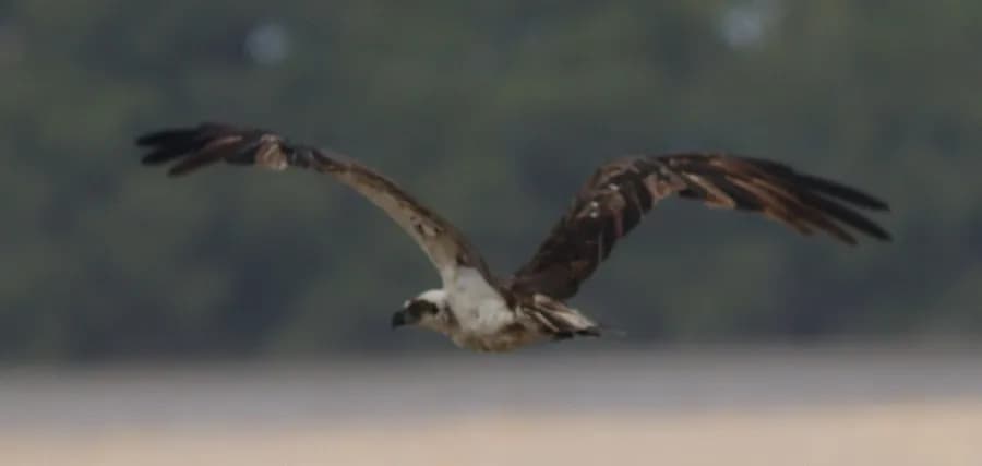 Balbuzard pêcheur (Pandion haliaetus)