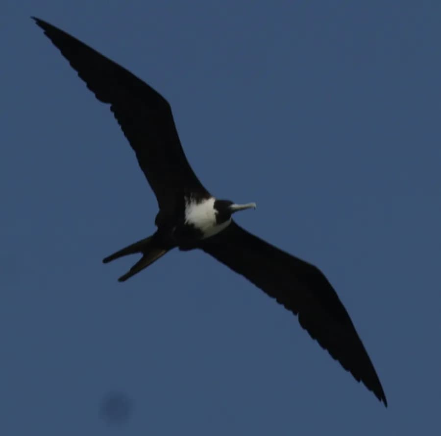 Frégate superbe (Fregata magnificens)