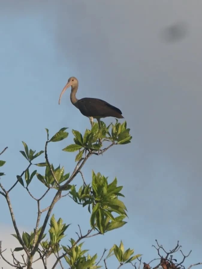 Ibis rouge (Eudocimus ruber)