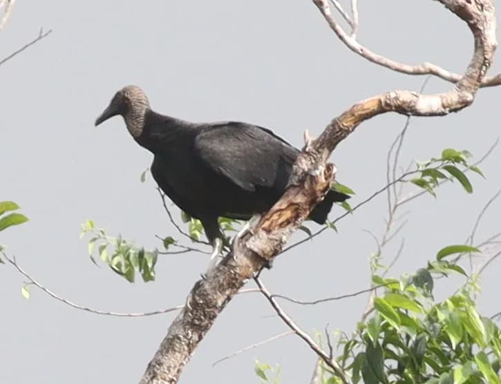 Urubu noir (Coragyps atratus), photographié en Guyane