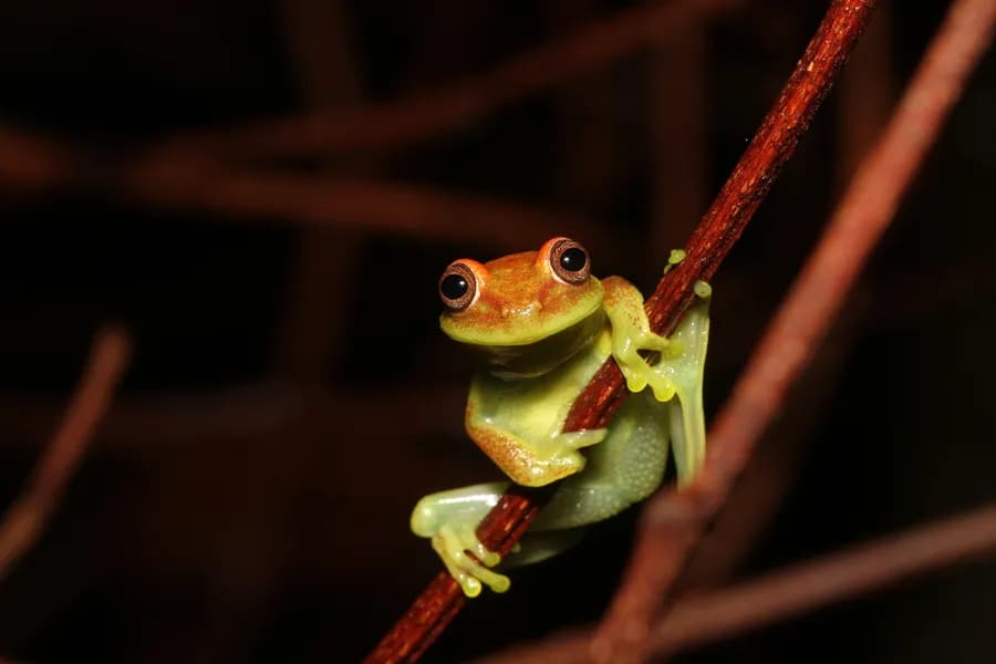 Rainette ponctuée (Boana punctata)