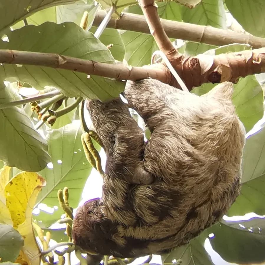 Paresseux à trois doigts (Bradypus tridactylus)