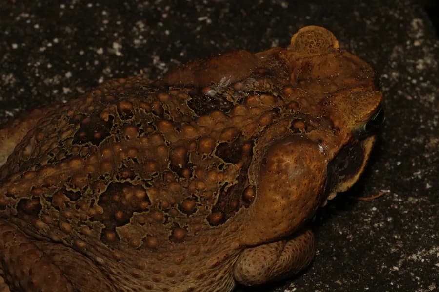 Crapaud buffle (Rhinella marina)