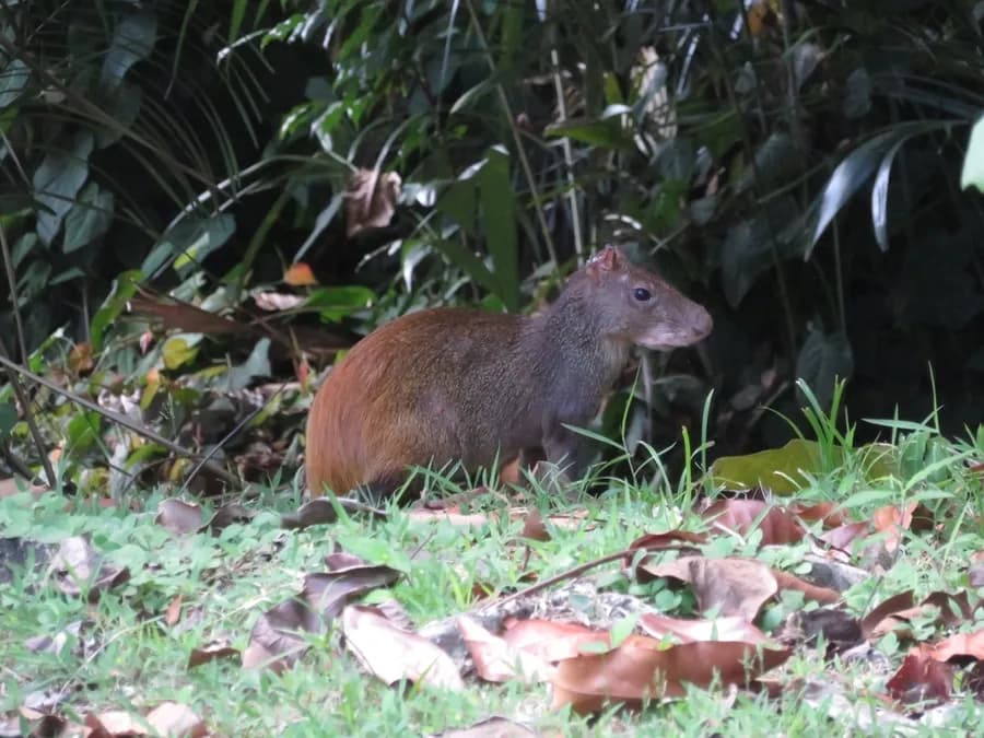 Agouti doré (Dasyprocta leporina), photographié en Guyane