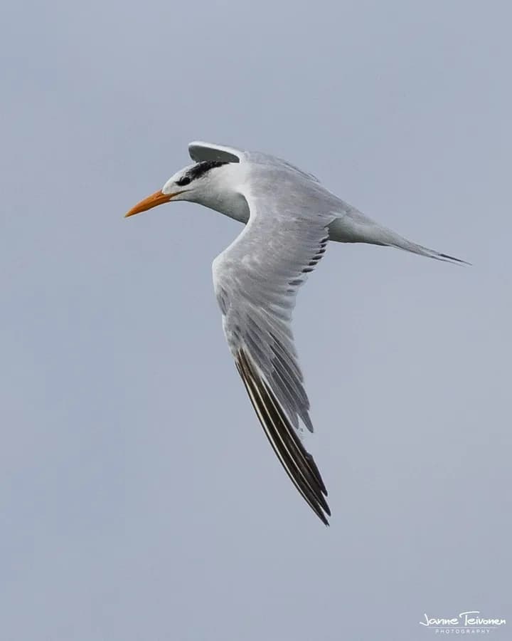 Sterne royale (Thalasseus maximus), photographié en Guyane