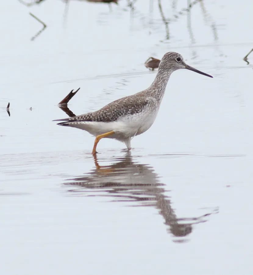 Chevalier criard (Tringa melanoleuca), photographié en Guyane