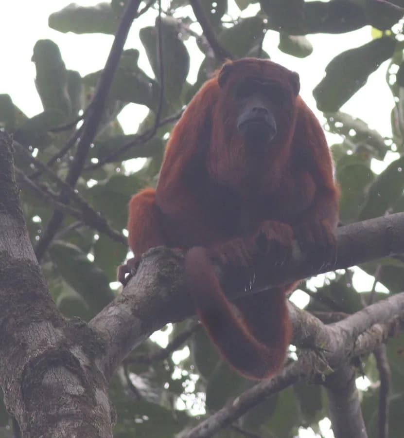 Singe Hurleur des Guyanes (Alouatta macconnelli)