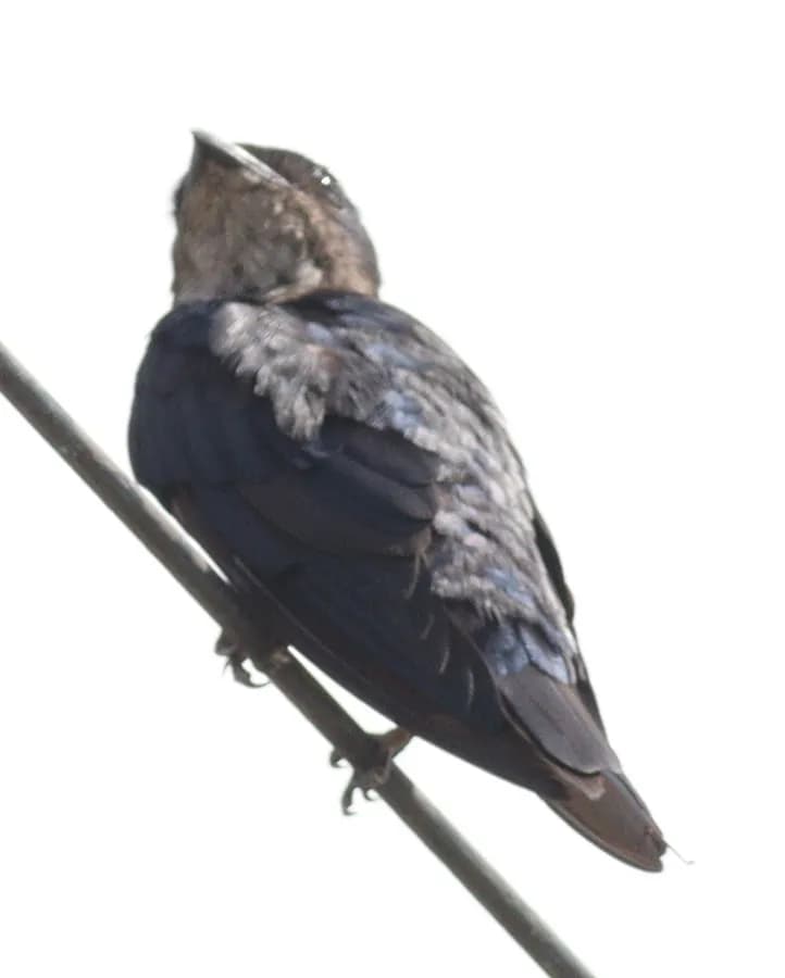 Hirondelle chalybée (Progne chalybea)
