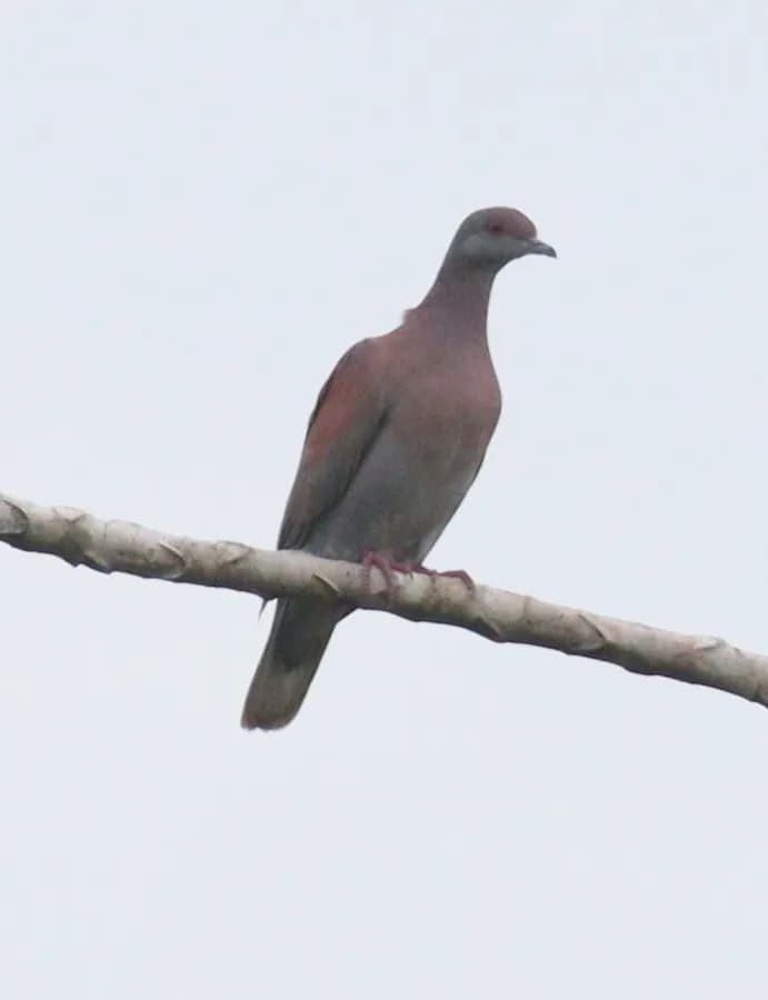 Pigeon rousset (Patagioenas cayennensis)