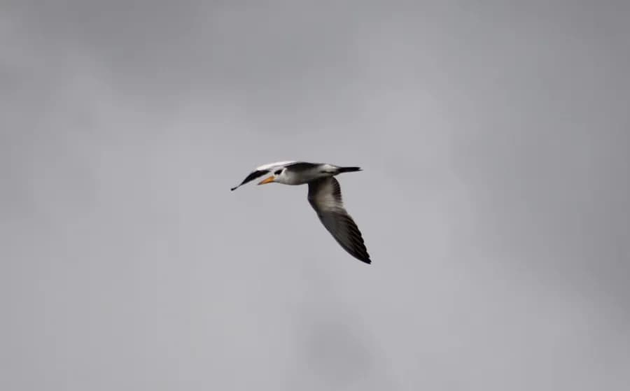 Sterne à gros bec (Phaetusa simplex)