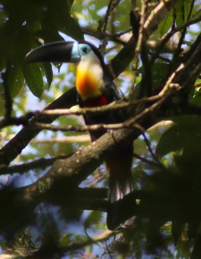Toucan ariel (Ramphastos vitellinus), photographié en Guyane