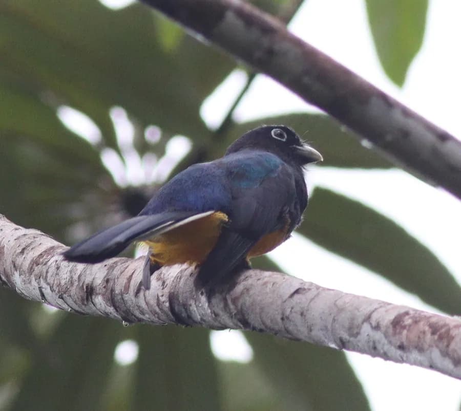 Trogon à queue blanche (Trogon viridis), photographié en Guyane
