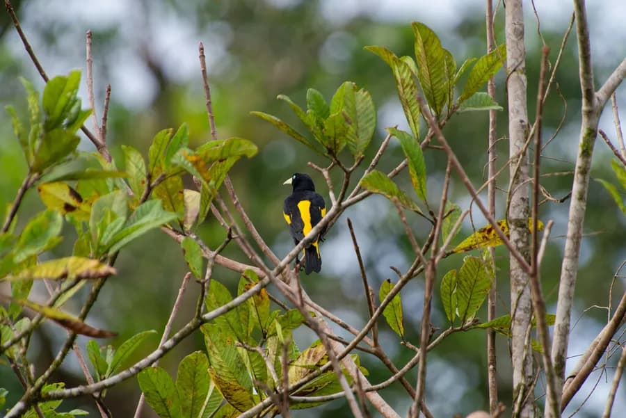 Cassique cul-jaune (Cacicus cela), photographié en Guyane