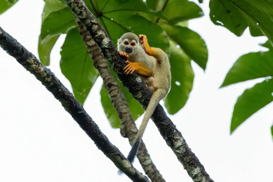 Saïmiri écureuil (Saimiri sciureus), photographié en Guyane