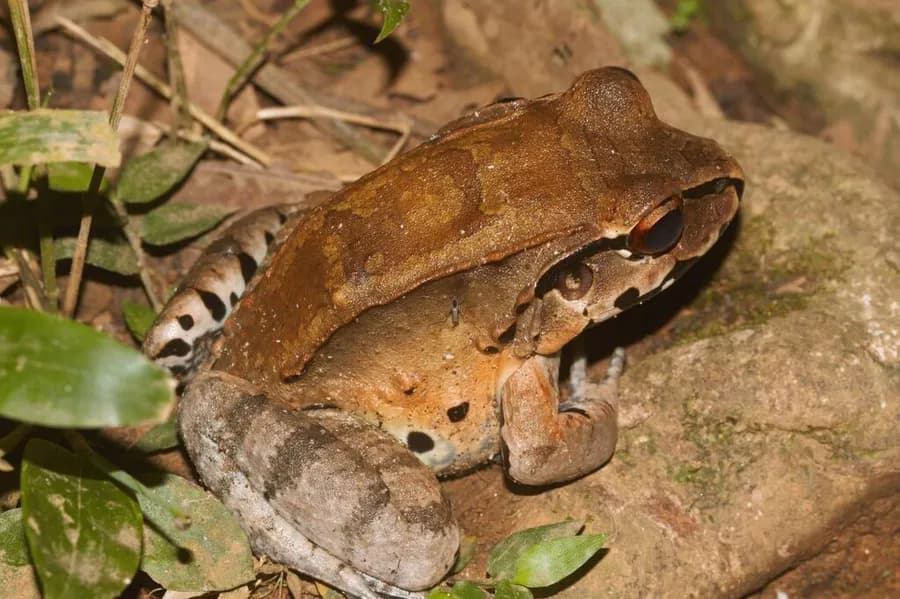 Leptodactyle géant (Leptodactylus pentadactylus), photographié en Guyane