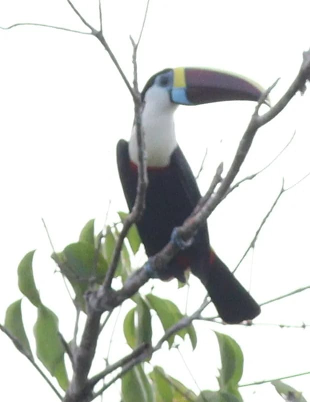 Toucan à bec rouge (Ramphastos tucanus), photographié en Guyane