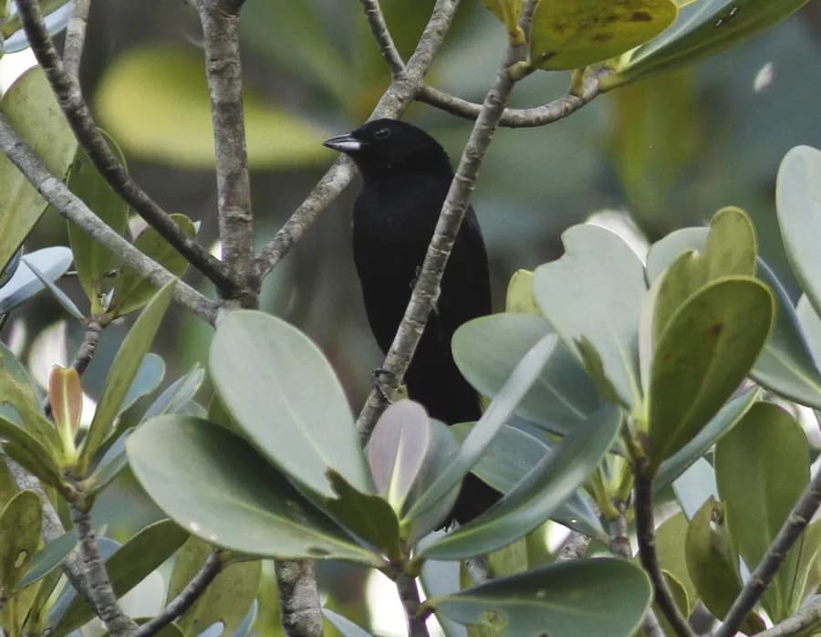 Tangara à galons rouges (Tachyphonus phoenicius), photographié en Guyane
