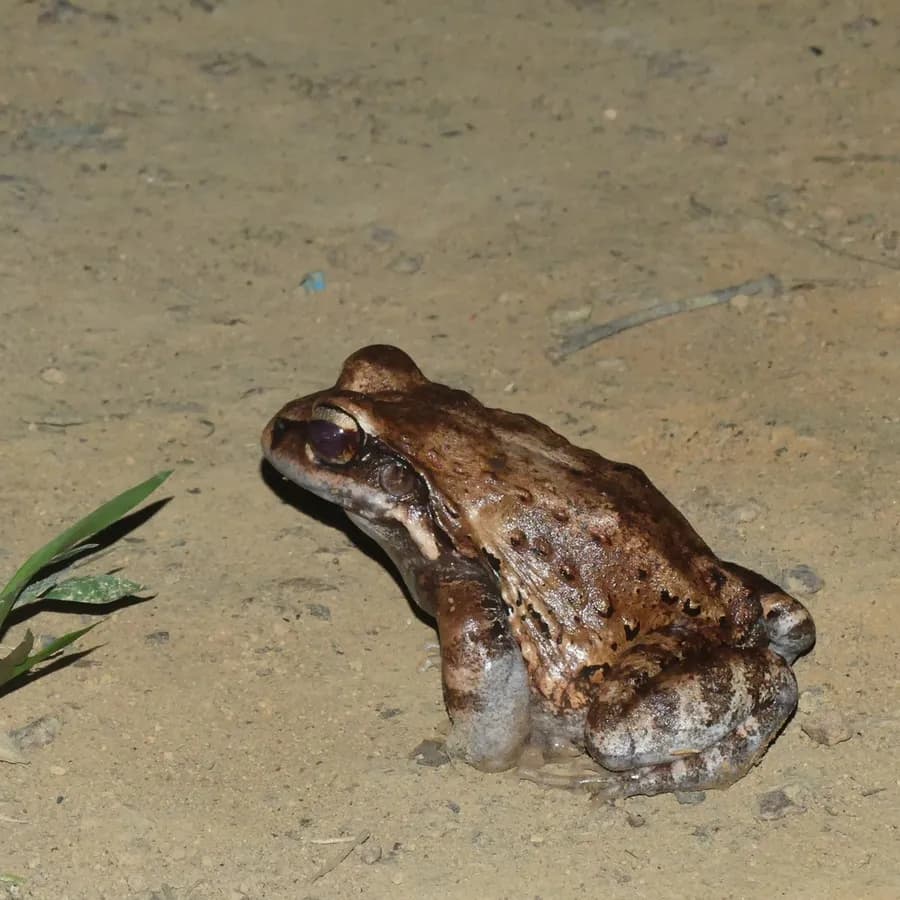 Leptodactyle De Myers (Leptodactylus myersi), photographié en Guyane