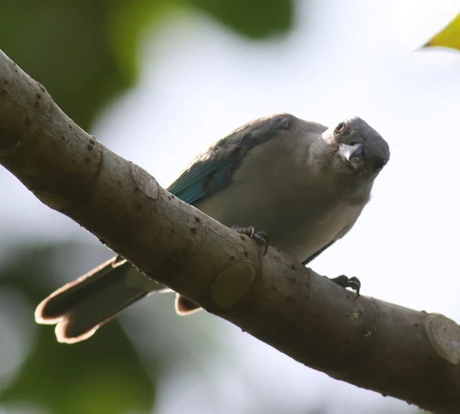 Tangara évêque (Thraupis episcopus), photographié en Guyane
