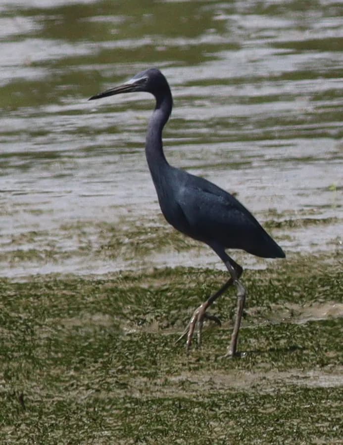 Aigrette bleue (Egretta caerulea)