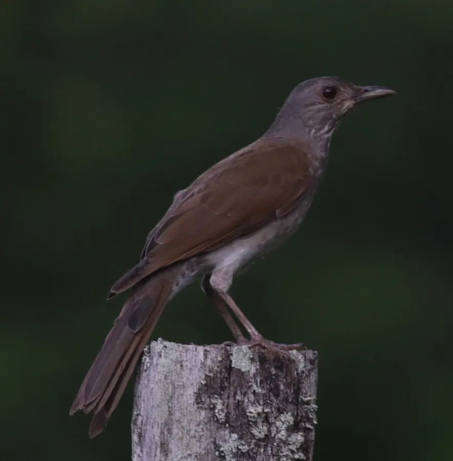 Merle leucomèle (Turdus leucomelas)
