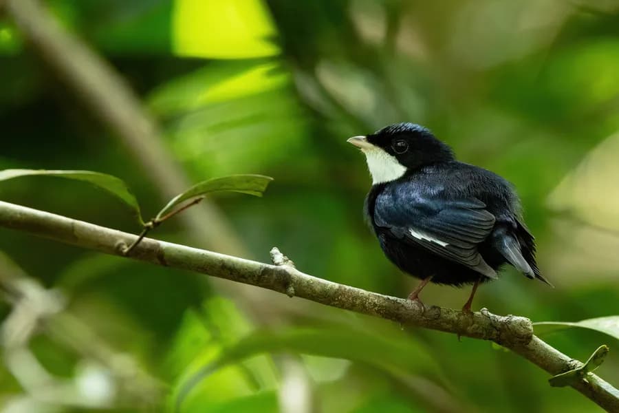 Manakin à gorge blanche (Corapipo gutturalis)