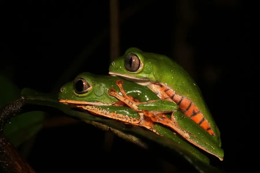 Phylloméduse tigrée (Callimedusa tomopterna)