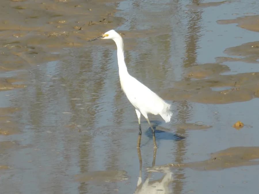 Aigrette neigeuse (Egretta thula)