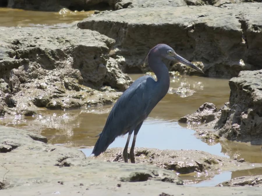 Aigrette bleue (Egretta caerulea)