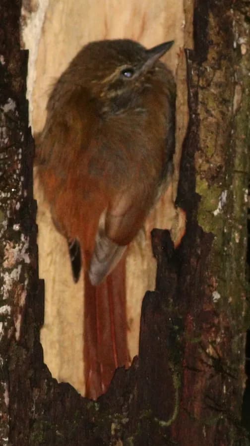 Grimpar bec-en-coin (Glyphorynchus spirurus)