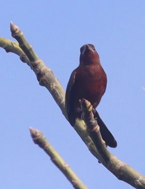 Tangara à bec d'argent (Ramphocelus carbo)