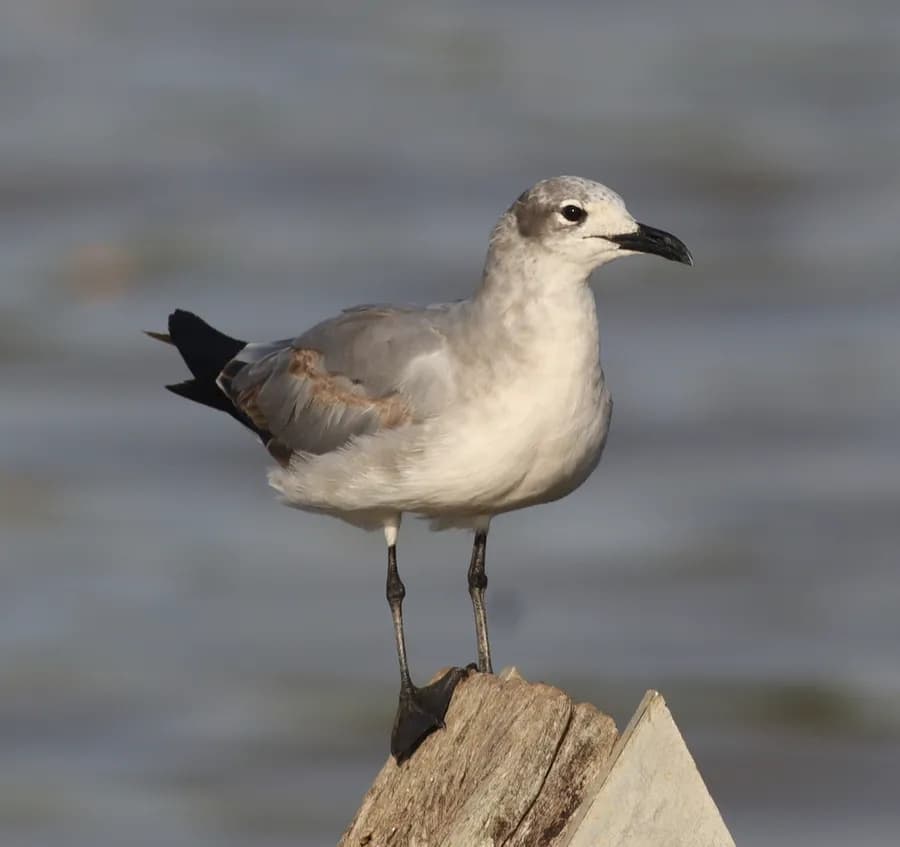 Mouette atricille (Leucophaeus atricilla)