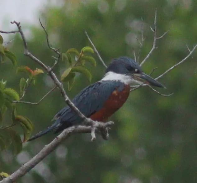 Martin-pêcheur à ventre roux (Megaceryle torquata)