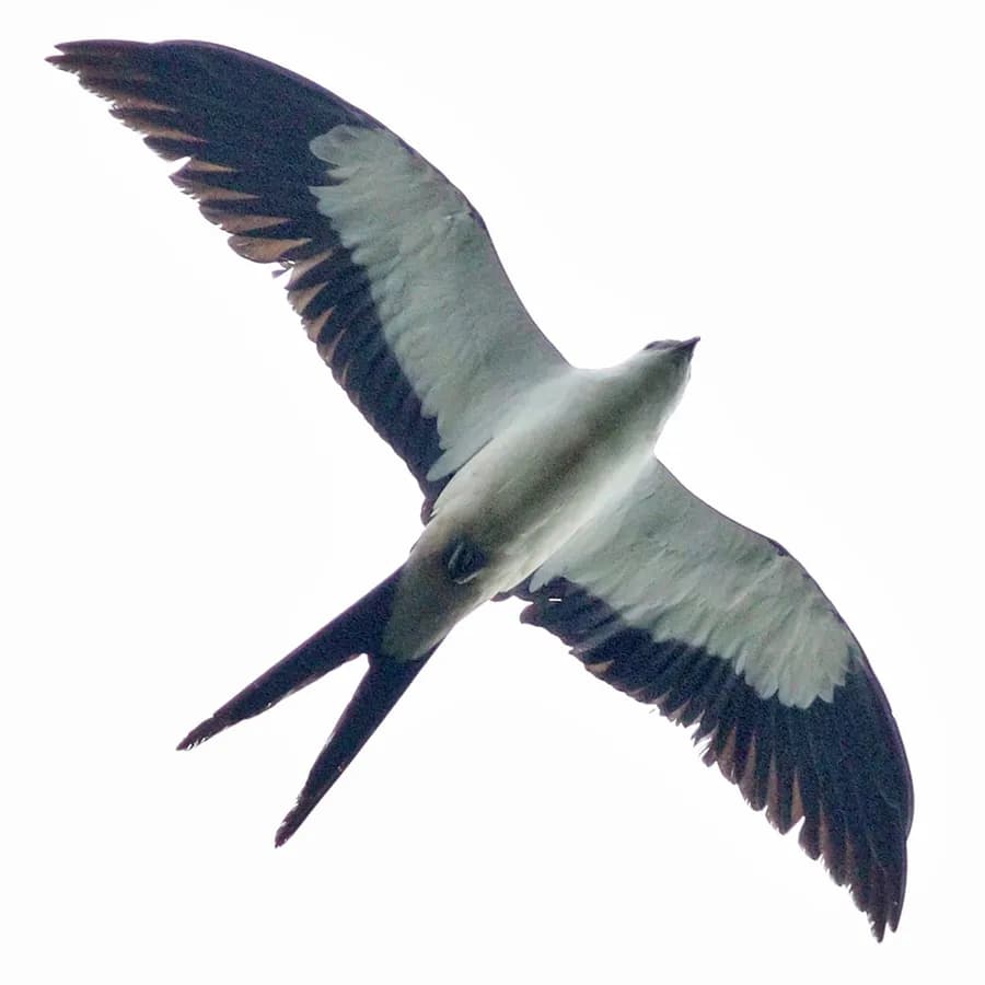 Naucler à queue fourchue (Elanoides forficatus), photographié en Guyane