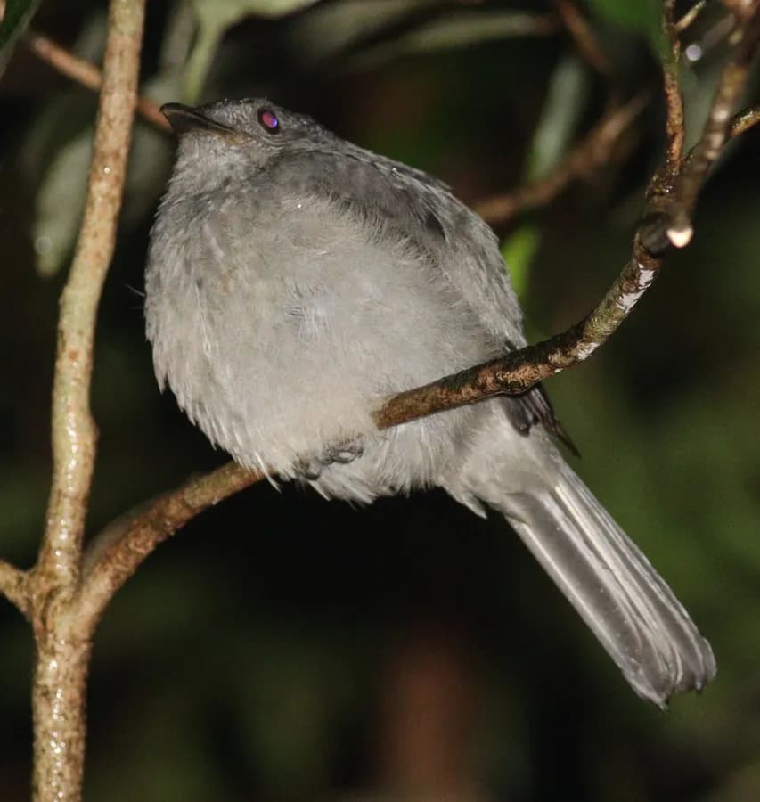 Piauhau hurleur (Lipaugus vociferans), photographié en Guyane