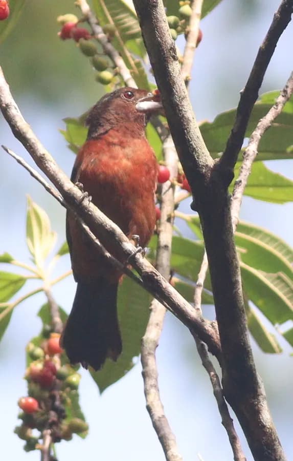 Tangara à bec d'argent (Ramphocelus carbo), photographié en Guyane