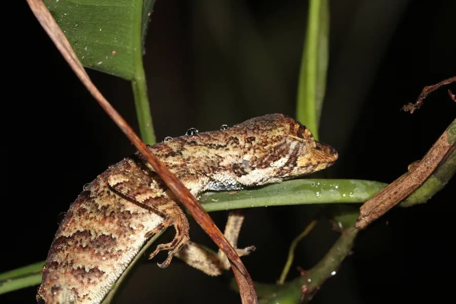 Anolis à fanon bleu (Anolis chrysolepis), photographié en Guyane