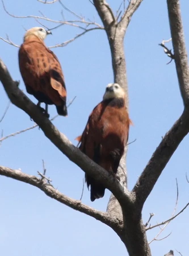 Buse à tête blanche (Busarellus nigricollis), photographié en Guyane