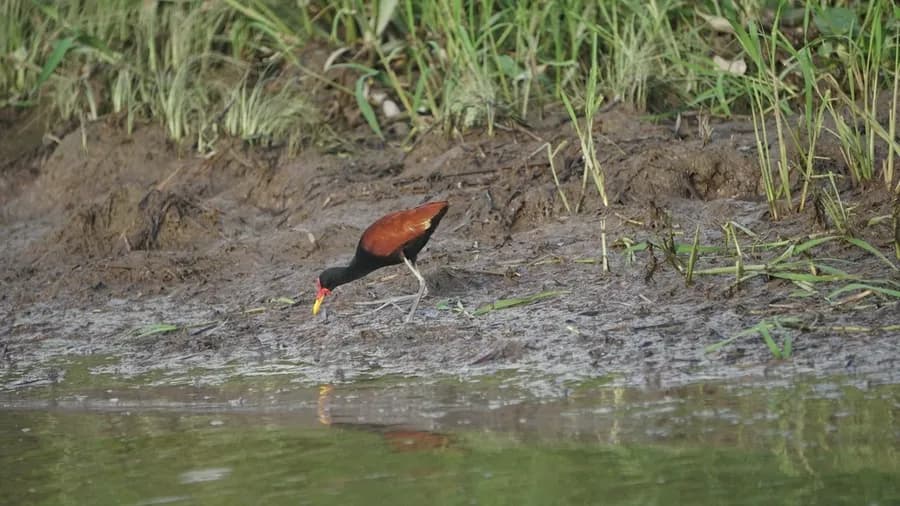 Jacana noir (Jacana jacana), photographié en Guyane