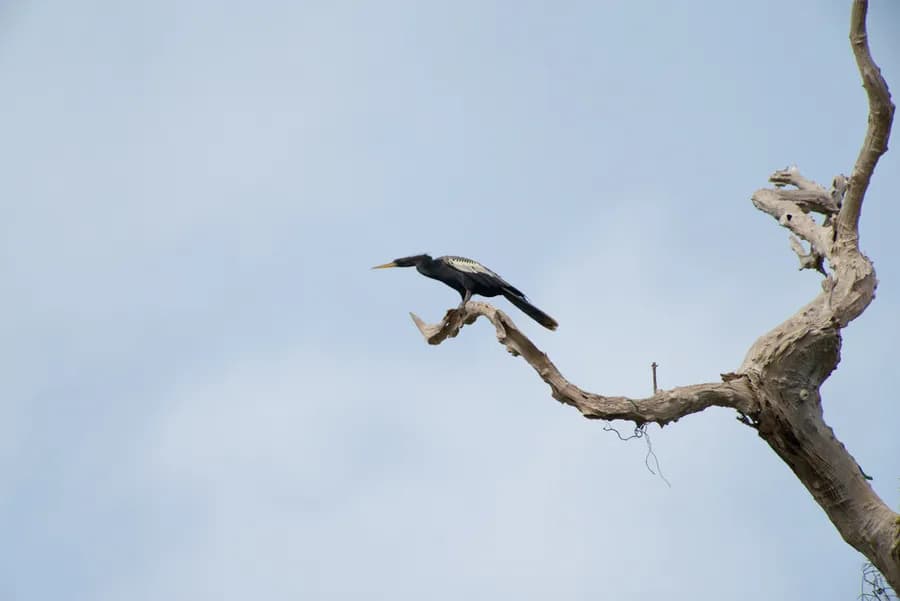 Anhinga d'Amérique (Anhinga anhinga), photographié en Guyane