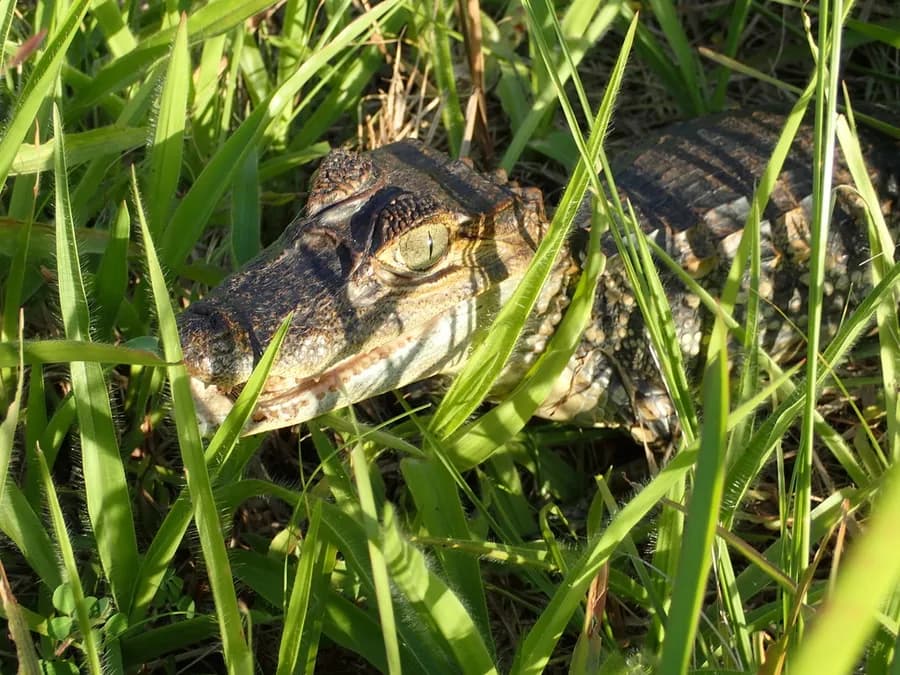 Caïman à Lunettes (Caiman crocodilus), photographié en Guyane