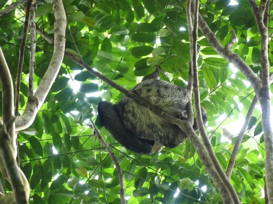 Paresseux à trois doigts (Bradypus tridactylus), photographié en Guyane