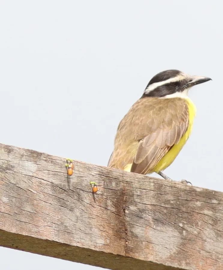 Tyran quiquivi (Pitangus sulphuratus), photographié en Guyane