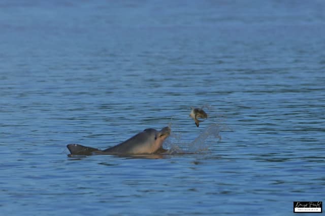 Excursion en bateau vers l’Îlet la Mère : Nature, Histoire et Rencontre avec les Saïmiris et les Dauphins Sotalies, Marina de Dégrad des Cannes, Rémire-Montjoly — photo 2