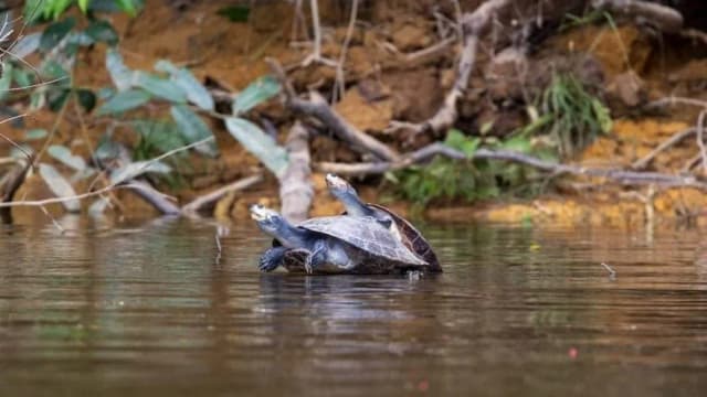 Cacao en pirogue par la rivière la Comté, Roura 97352, French Guiana — photo 2